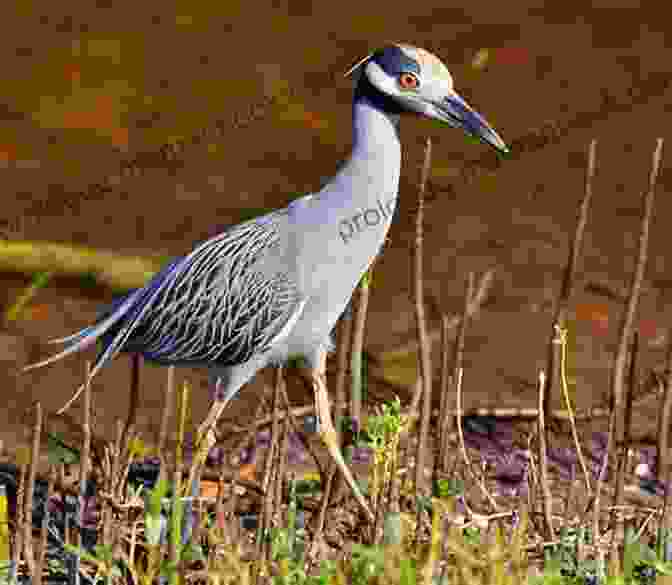 A Heron Stands In The Mudflats, Waiting For The Tide To Turn. Departures: Poetry And Prose On The Removal Of Bainbridge Island S Japanese Americans After Pearl Harbor