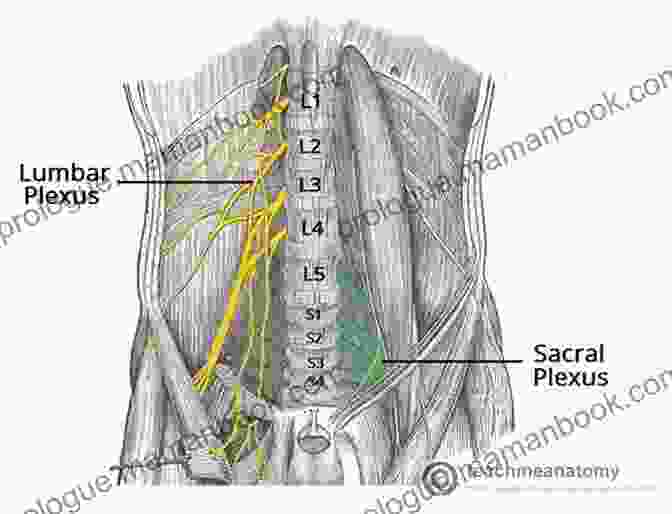 The Sacral Plexus Is A Network Of Nerves That Originates From The Spinal Cord And Innervates The Muscles Of The Pelvis, Legs, And Feet. Sacrum Revolution: Sacrum Is Breathing