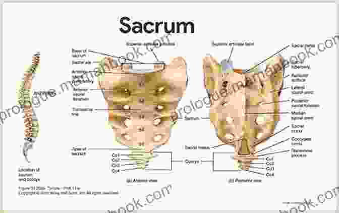 The Sacrum Bone Is Located At The Base Of The Spine And Is Composed Of Five Fused Vertebrae. Sacrum Revolution: Sacrum Is Breathing