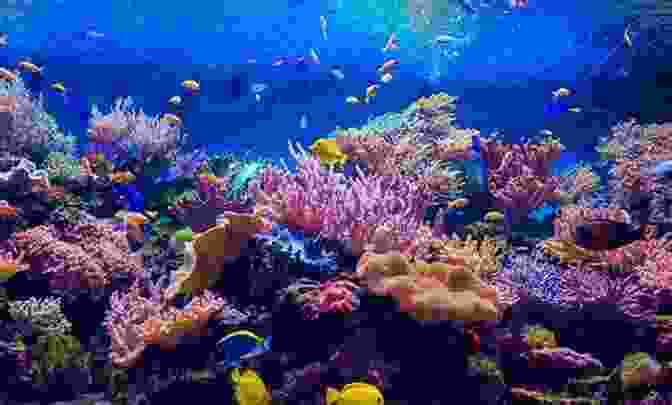 Vibrant Coral Reef In Down To Soundless Sea Stories Down To A Soundless Sea: Stories
